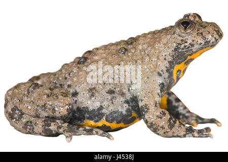 Gelbbauchunke vor einem weißen Hintergrund (gerendert) Stockfoto