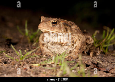 Foto von einer gemeinsamen Kröte in der Nacht Stockfoto