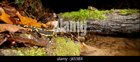 Überblick über zwei Firesalamanders in ihrer Umgebung entlang eines Baches Stockfoto