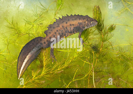 Foto von einem männlichen großen crested Molch unter Wasser an den grünen Wasserpflanzen hängen. Stockfoto