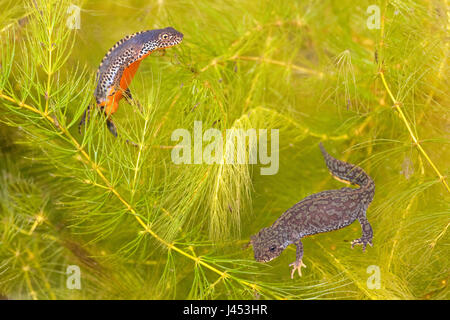 männlichen und weiblichen Bergmolch Schwimmen unter Wasser Stockfoto