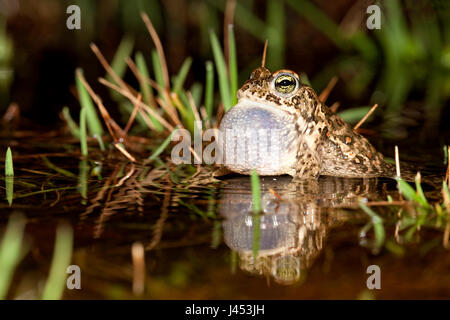 aufrufende männlichen Natterjack Kröte im Wasser mit riesigen vocal sac Stockfoto