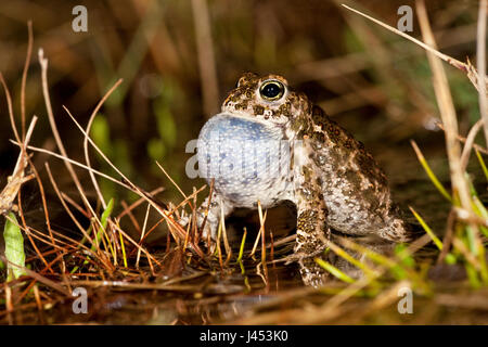 aufrufende männlichen Natterjack Kröte im Wasser mit riesigen vocal sac Stockfoto