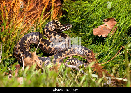 Foto von einer männlichen gemeinsame Viper Aalen Stockfoto