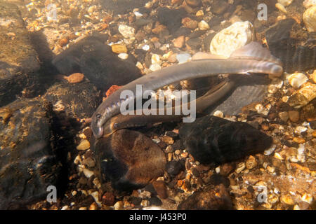 zwei Fluss Neunaugen laichen bauseits in den Niederlanden, die Nestholes zwischen den Felsen waren, dass die Weibchen Eiablage können Männchen machen. Stockfoto