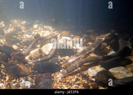 zwei Fluss Neunaugen laichen bauseits in den Niederlanden, die Nestholes zwischen den Felsen waren, dass die Weibchen Eiablage können Männchen machen. Stockfoto