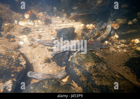 zwei Fluss Neunaugen laichen bauseits in den Niederlanden, die Nestholes zwischen den Felsen waren, dass die Weibchen Eiablage können Männchen machen. Stockfoto