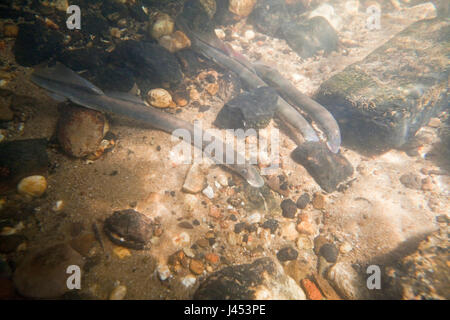 zwei Fluss Neunaugen laichen bauseits in den Niederlanden, die Nestholes zwischen den Felsen waren, dass die Weibchen Eiablage können Männchen machen. Stockfoto