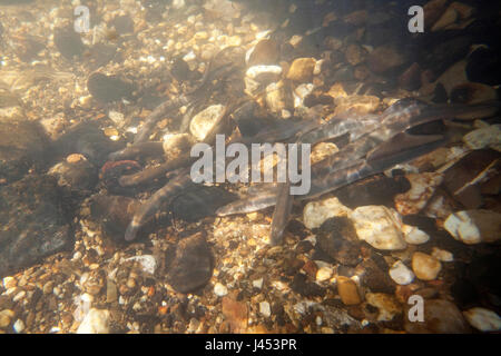 zwei Fluss Neunaugen laichen bauseits in den Niederlanden, die Nestholes zwischen den Felsen waren, dass die Weibchen Eiablage können Männchen machen. Stockfoto