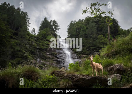 Eine Ziege vor Cascata della Froda, Sonogno, Valle Verzasca, Kanton Tessin, Schweiz. Stockfoto