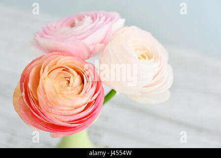 Persische Hahnenfuß Blumen (Ranunculus) Blumenstrauß in der Vase auf blauem Hintergrund Stockfoto