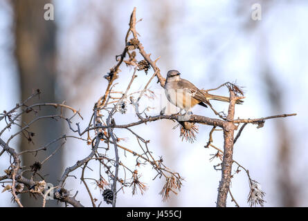 Spottdrossel thront auf einem Ast an einem sonnigen Wintertag in einem Wald von Maryland Stockfoto