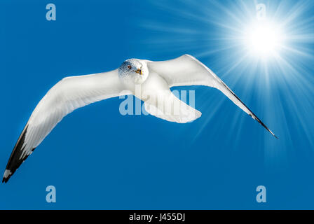 Ring in Rechnung gestellt Möwen fliegen in einen blauen Himmel mit Sonnenstrahlen über die Flügel Stockfoto