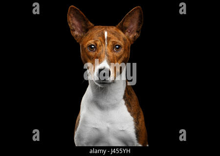 Close-up Menschheit Portrait weiß mit rot Basenji Hunde warten Stare auf isolierte schwarzer Hintergrund, Schriftart anzeigen Stockfoto