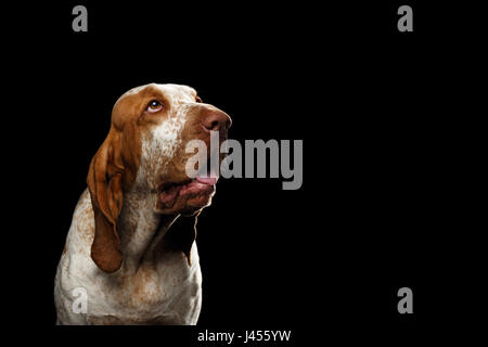 Porträt der Bracco Italiano Hund mit neugierig offen Suche auf isolierte schwarzer Hintergrund Stockfoto