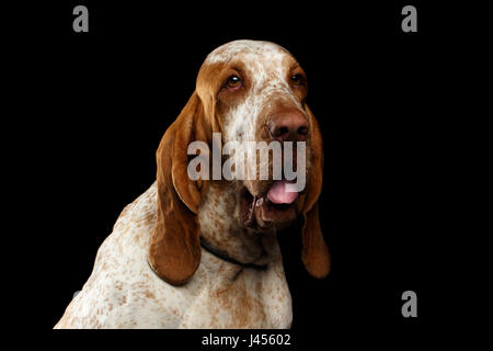 Porträt der Bracco Italiano Hund mit Curious Gesicht auf isolierte schwarzer Hintergrund Stockfoto