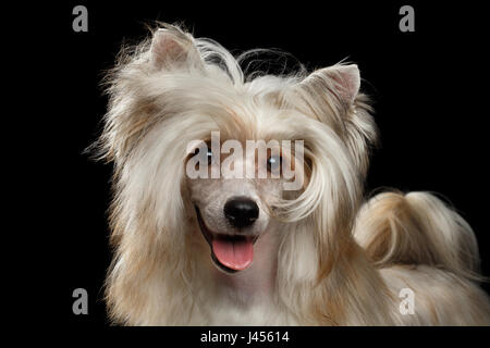 Porträt von Sweet Chinese Crested Dog auf isolierte schwarzer Hintergrund, Vorderansicht Stockfoto