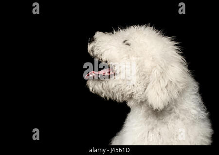 Porträt der Komondor Hund, ungarischen Hirten auf isolierte schwarzer Hintergrund, Höhenplan Stockfoto