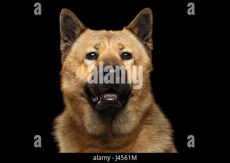 Porträt des Hundes mischen Rasse Akita Inu, Chow Chow isolierten auf schwarzen Hintergrund, blaue Zunge Stockfoto