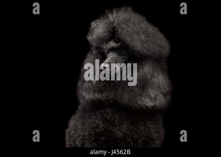 Close-up Portrait des königlichen Pudelhund mit Frisur isoliert auf schwarzen Hintergrund Stockfoto
