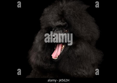 Close-up Portrait des königlichen Pudel Hund Erstaunen auf schwarzem Hintergrund isoliert Stockfoto