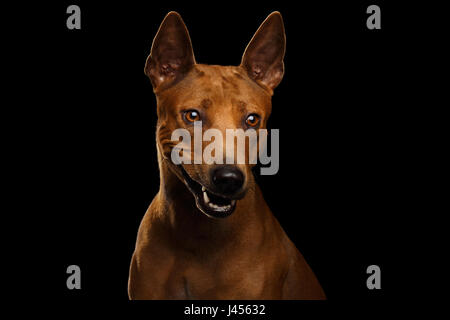 Porträt von Schmunzeln Thai Ridgeback Hund isoliert auf schwarzen Hintergrund, starren Lächeln und lachen Stockfoto