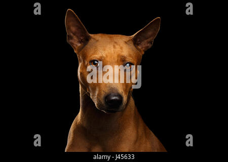 Porträt von beleidigt Thai Ridgeback Dog auf schwarzem Hintergrund isoliert Stockfoto