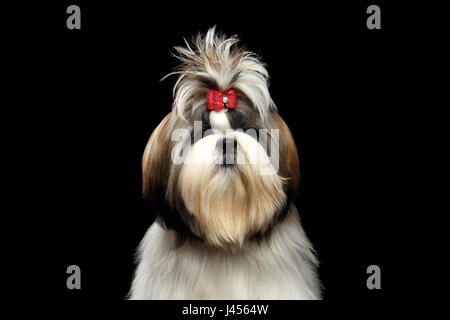 Porträt des Shih tzu Stockfoto