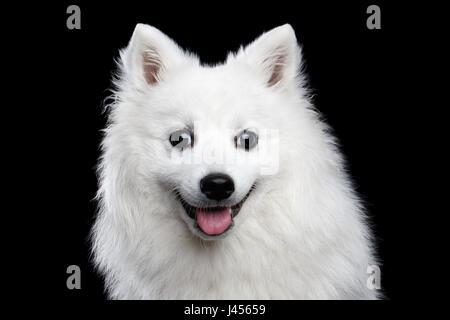 Weißen japanischen Spitz Stockfoto