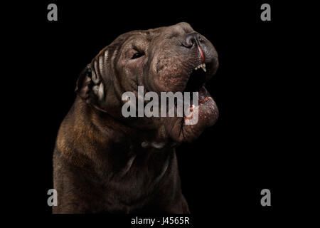 Sharpei Hund isoliert auf schwarzem Hintergrund Stockfoto