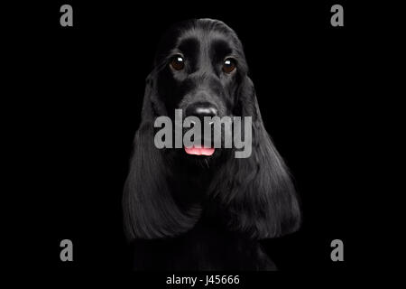 Close-up Portrait von englischer Cocker Spaniel-Hunderasse auf schwarzem Hintergrund isoliert Stockfoto