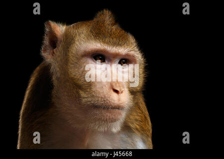 Porträt-Affe, Long-tailed Macaque, Crab-Essen Stockfoto