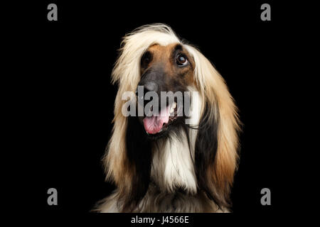 Kopfschuss der afghanische Windhund auf schwarz Stockfoto