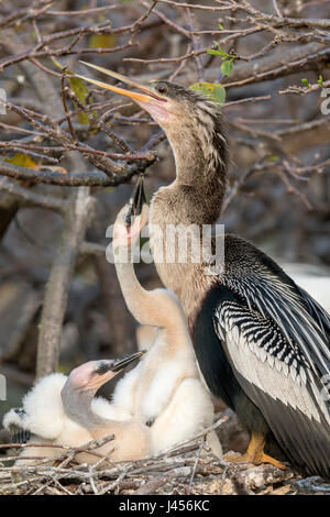 Anhinga - Anhinga Anhinga - Familie auf nest Stockfoto