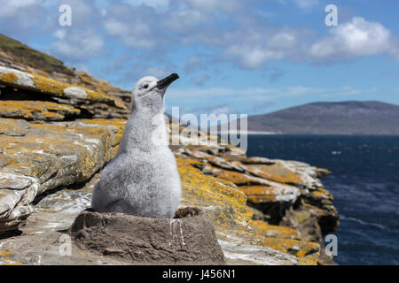 Black-browed Albatross - Thalassarche Melanophrys - 3 Wochen alten Küken im nest Stockfoto