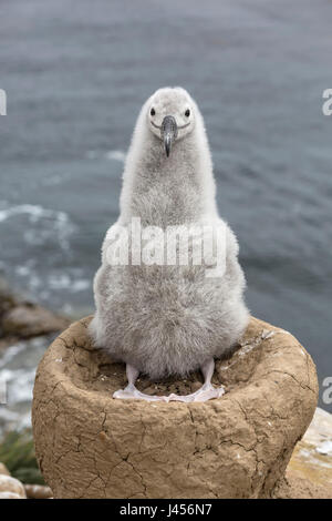 Black-browed Albatross - Thalassarche Melanophrys - 3 Wochen alten Küken im nest Stockfoto