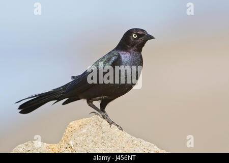 Brewer es Blackbird - Euphagus Cyanocephalus - männlich Stockfoto