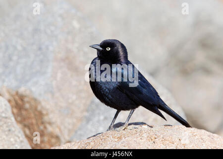 Brewer es Blackbird - Euphagus Cyanocephalus - männlich Stockfoto