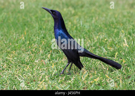 Boot-angebundene Grackle - Quiscalus großen Stockfoto