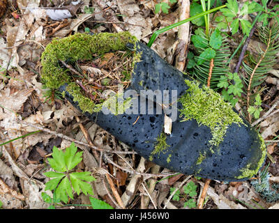 Alter Schuh, in Wäldern, Moos wächst. Lange verlorenen und vergessenen Element. Stockfoto
