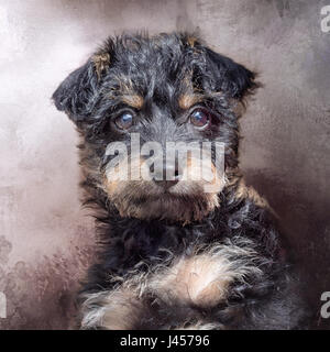 Neue Welpen, nur 3 Monate alt. Niedliche kleine Mischling. Stockfoto