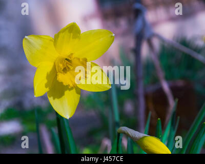 Die schöne gelbe Narzisse im Garten Stockfoto