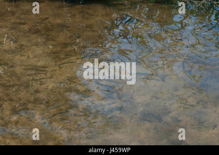 Nebenarm der Havel Bei Gülpe, Westhavelland, Brandenburg.Branch des Flusses Havel, am Guelpe, Brandenburg, Deutschland. Stockfoto