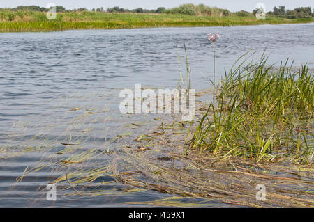 Nebenarm der Havel Bei Gülpe, Westhavelland, Brandenburg.Branch des Flusses Havel, am Guelpe, Brandenburg, Deutschland. Stockfoto