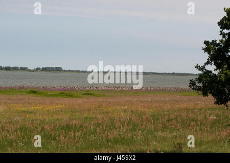 Nebenarm der Havel Bei Gülpe, Westhavelland, Brandenburg.Branch des Flusses Havel, am Guelpe, Brandenburg, Deutschland. Stockfoto