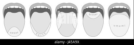 Geschmacksnerven Bereiche der menschlichen Zunge - süß, salzig, sauer, bitter, Umami - Graustufen-Illustration auf weißem Hintergrund. Stockfoto