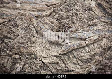 Grob strukturierte Rinde auf alten Weiden, Riverside Park, Salida, Colorado, USA Stockfoto
