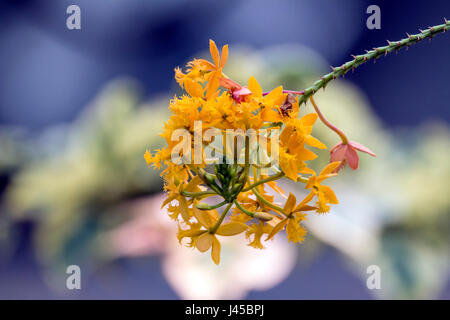 Nahaufnahme von Stamm und Orange Epidendrum Orchidee Blume Hintergrund unscharf bokeh Stockfoto