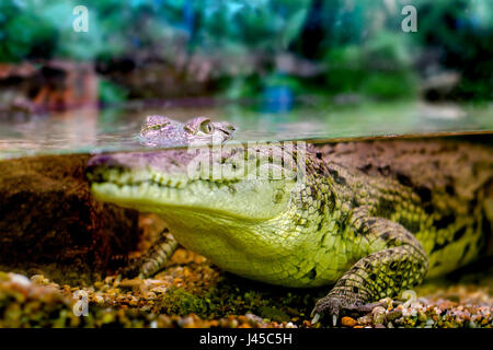 Bild von einem jungen Krokodil, starrte aus dem Wasser Stockfoto