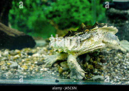 Bild des exotischen Süßwasser-Schildkröten Matamata Stockfoto